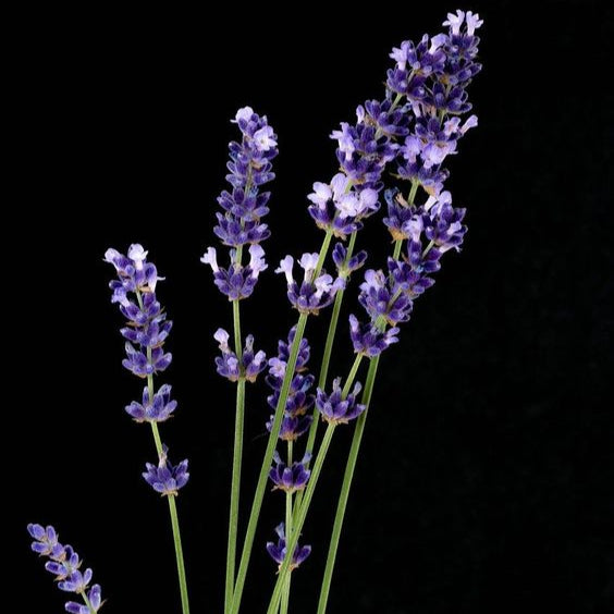 nocturne set