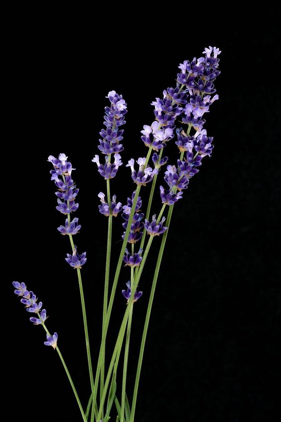 lavender haze - reed diffuser